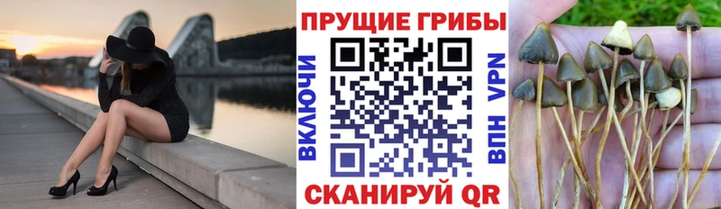 купить наркоту  Бородино  дарк нет наркотические препараты  Псилоцибиновые грибы ЛСД 